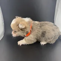 Storm , a male Pembroke Welsh Corgi for sale in Marshfield, MO – Photo 8 of 8