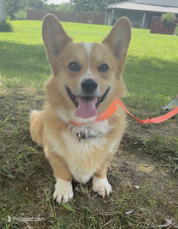 Finley – Pembroke Welsh Corgi puppy for sale in Marshfield, MO