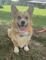 Finley, a male Pembroke Welsh Corgi for sale in Marshfield, MO – 1 of 8