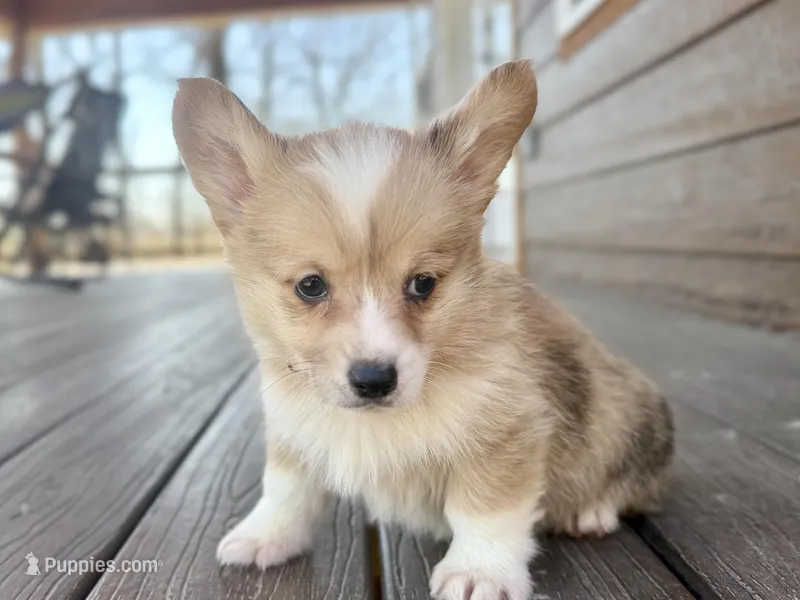 Biscuit – Pembroke Welsh Corgi puppy for sale in Marshfield, MO