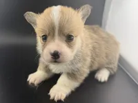 Biscuit, a male Pembroke Welsh Corgi for sale in Marshfield, MO – Photo 4 of 5