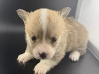 Biscuit, a male Pembroke Welsh Corgi for sale in Marshfield, MO – Photo 3 of 5