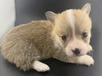 Biscuit, a male Pembroke Welsh Corgi for sale in Marshfield, MO – Photo 5 of 5