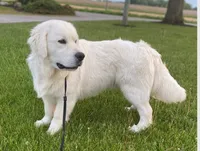 Teddy Champion Mom, a male English Cream Golden Retriever for sale in Marshfield, MO – Photo 3 of 7