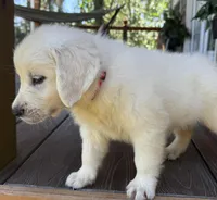 Teddy Champion Mom, a male English Cream Golden Retriever for sale in Marshfield, MO – Photo 7 of 7