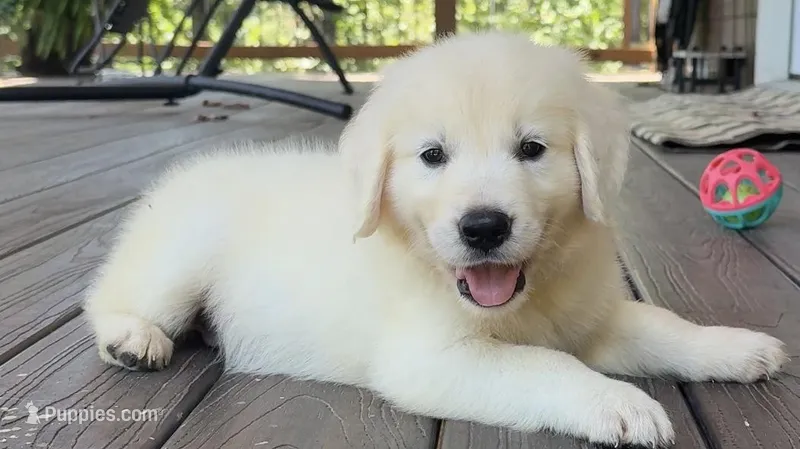 Teddy Champion Mom, a male English Cream Golden Retriever for sale in Marshfield, MO – Photo 1 of 7