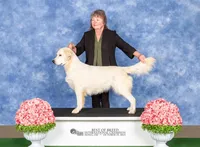 Teddy Champion Mom, a male English Cream Golden Retriever for sale in Marshfield, MO – Photo 2 of 7