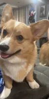 Finley, a male Pembroke Welsh Corgi for sale in Marshfield, MO – 2 of 8
