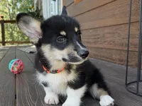 Snickers, a male Pembroke Welsh Corgi for sale in Marshfield, MO – Photo 4 of 10