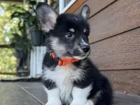 Snickers, a male Pembroke Welsh Corgi for sale in Marshfield, MO – Photo 7 of 10