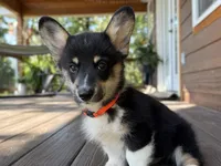 Snickers, a male Pembroke Welsh Corgi for sale in Marshfield, MO – Photo 2 of 10
