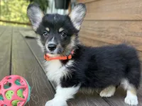 Snickers, a male Pembroke Welsh Corgi for sale in Marshfield, MO – Photo 5 of 10