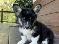 Snickers, a male Pembroke Welsh Corgi for sale in Marshfield, MO – Photo 3 of 10