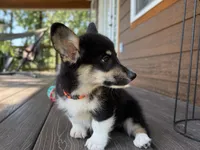 Snickers, a male Pembroke Welsh Corgi for sale in Marshfield, MO – Photo 9 of 10