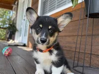 Snickers, a male Pembroke Welsh Corgi for sale in Marshfield, MO – Photo 1 of 10