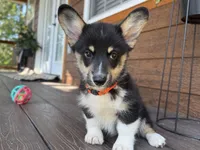 Snickers, a male Pembroke Welsh Corgi for sale in Marshfield, MO – Photo 8 of 10