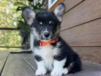 Snickers, a male Pembroke Welsh Corgi for sale in Marshfield, MO – Photo 6 of 10