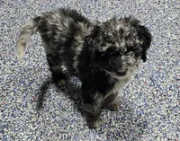 Spunky, a female Labradoodle and Australian Labradoodle for sale in Rapidan, VA – 8 of 10