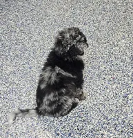 Spunky, a female Labradoodle and Australian Labradoodle for sale in Rapidan, VA – 7 of 10