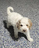 Mocha, a male Labradoodle and Australian Labradoodle for sale in Rapidan, VA – Photo 1 of 5