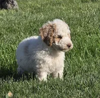Mocha, a male Labradoodle and Australian Labradoodle for sale in Rapidan, VA – Photo 4 of 5