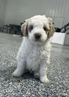 Mocha, a male Labradoodle and Australian Labradoodle for sale in Rapidan, VA – Photo 2 of 5