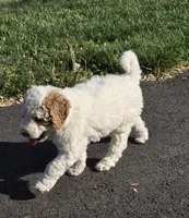 Mocha, a male Labradoodle and Australian Labradoodle for sale in Rapidan, VA – Photo 5 of 5