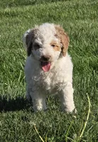 Mocha, a male Labradoodle and Australian Labradoodle for sale in Rapidan, VA – Photo 3 of 5