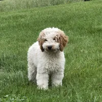 Mocha, a male Labradoodle and Australian Labradoodle for sale in Rapidan, VA – 2 of 10