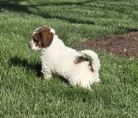 Pretty Girl, a female Labradoodle and Australian Labradoodle for sale in Rapidan, VA – Photo 2 of 5