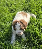 Pretty Girl, a female Labradoodle and Australian Labradoodle for sale in Rapidan, VA – Photo 3 of 5
