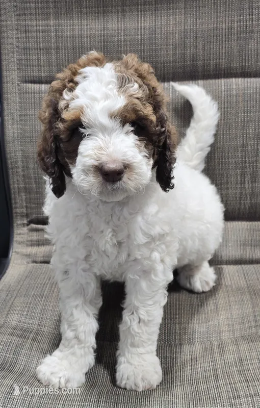 Pretty Girl – Labradoodle, Australian Labradoodle puppy for sale in Rapidan, VA