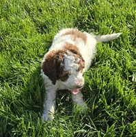 Pretty Girl, a female Labradoodle and Australian Labradoodle for sale in Rapidan, VA – Photo 4 of 5