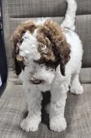 Pretty Girl, a female Labradoodle and Australian Labradoodle for sale in Rapidan, VA – Photo 5 of 5