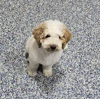 Mocha, a male Labradoodle and Australian Labradoodle for sale in Rapidan, VA – 7 of 10