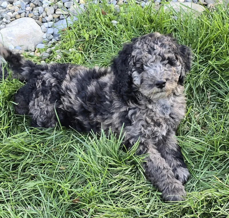 Rampage – Labradoodle, Australian Labradoodle puppy for sale in Rapidan, VA