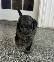 Rampage, a male Labradoodle and Australian Labradoodle for sale in Rapidan, VA – Photo 3 of 5