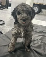Rampage, a male Labradoodle and Australian Labradoodle for sale in Rapidan, VA – Photo 2 of 5