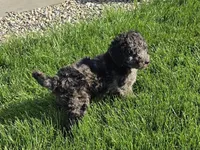 Rampage, a male Labradoodle and Australian Labradoodle for sale in Rapidan, VA – Photo 4 of 5