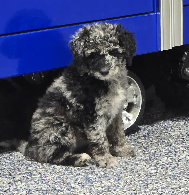 Spunky – Labradoodle, Australian Labradoodle puppy for sale in Rapidan, VA