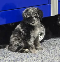 Spunky, a female Labradoodle and Australian Labradoodle for sale in Rapidan, VA – Photo 1 of 6