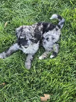 Spunky, a female Labradoodle and Australian Labradoodle for sale in Rapidan, VA – Photo 6 of 6