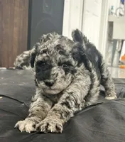 Spunky, a female Labradoodle and Australian Labradoodle for sale in Rapidan, VA – Photo 2 of 6