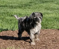 Spunky, a female Labradoodle and Australian Labradoodle for sale in Rapidan, VA – Photo 5 of 6