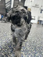 Spunky, a female Labradoodle and Australian Labradoodle for sale in Rapidan, VA – Photo 3 of 6