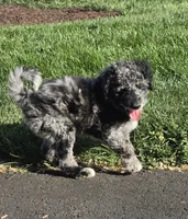 Spunky, a female Labradoodle and Australian Labradoodle for sale in Rapidan, VA – Photo 4 of 6