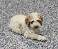 Mocha, a male Labradoodle and Australian Labradoodle for sale in Rapidan, VA – 9 of 10
