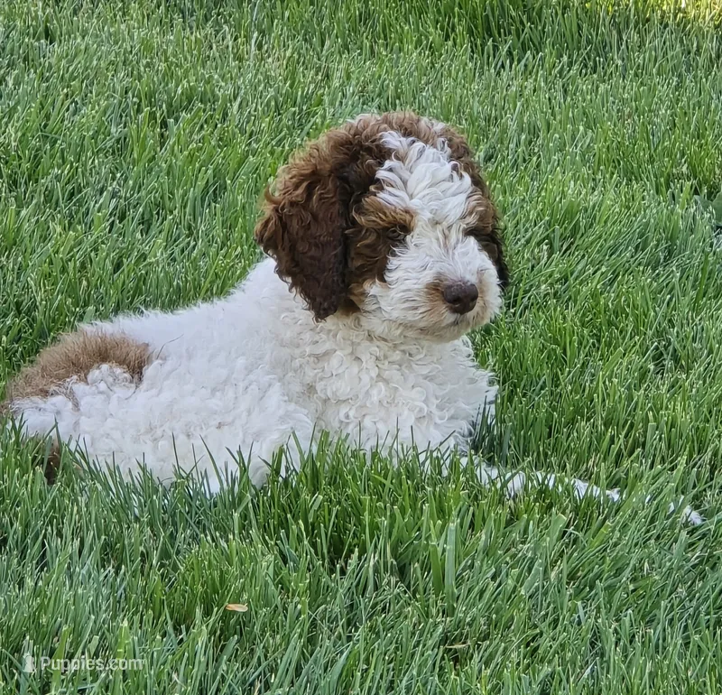 Pretty Girl – Labradoodle, Australian Labradoodle puppy for sale in Rapidan, VA