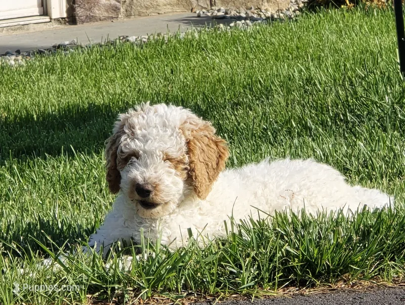 Mocha – Labradoodle, Australian Labradoodle puppy for sale in Rapidan, VA
