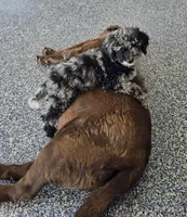 Spunky, a female Labradoodle and Australian Labradoodle for sale in Rapidan, VA – 10 of 10